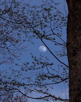 The moon visible through branches with budding leaves, depicting a serene spring night.