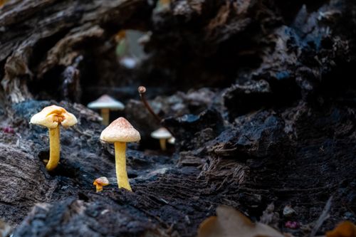 Free Detailed view of wild mushrooms on rustic tree bark, perfect for nature themes. Stock Photo