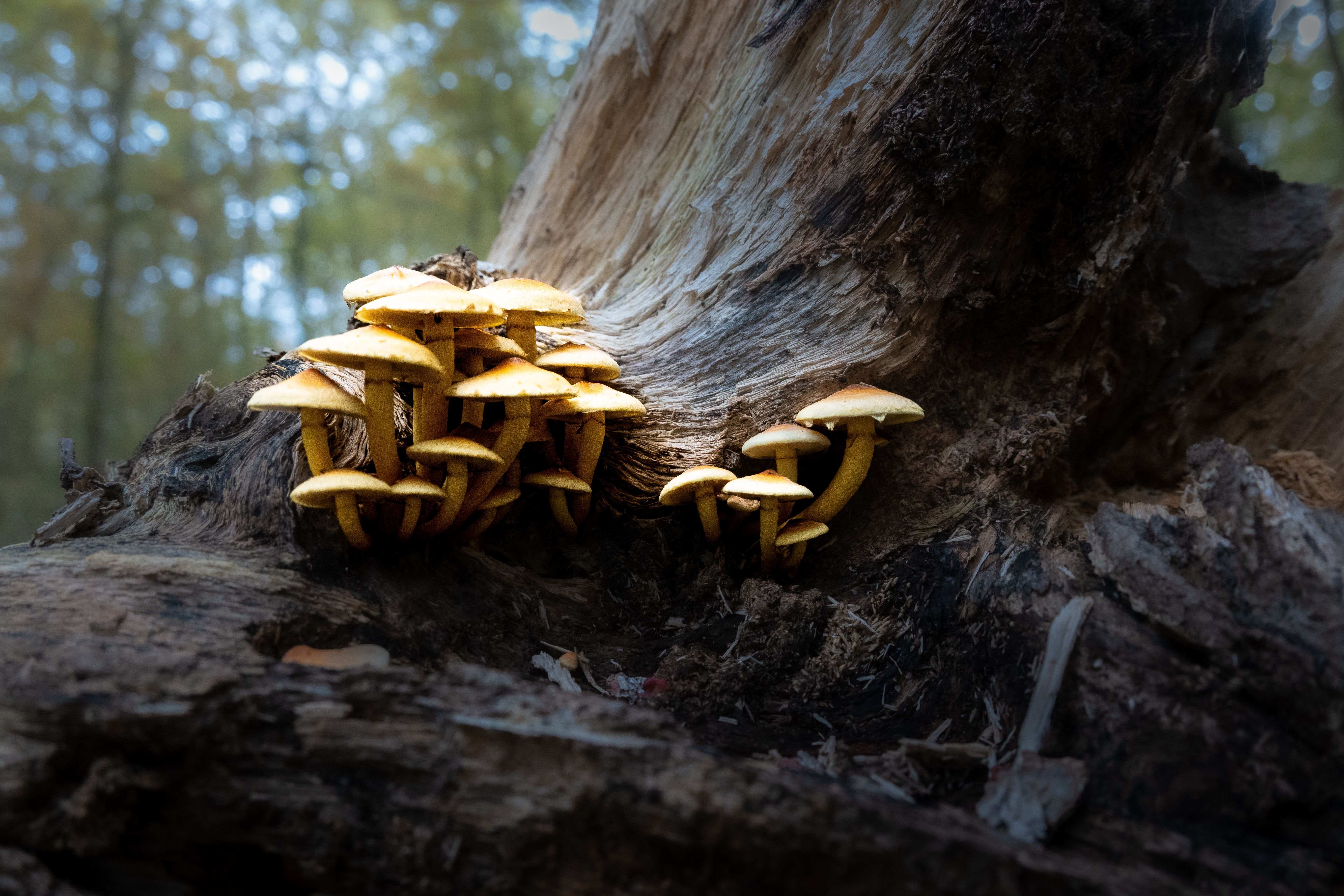 Cluster of Yellow Mushrooms on Tree Stump · Free Stock Photo