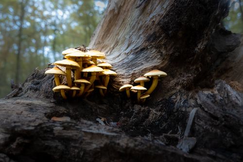 Free Yellow mushrooms grow on a fallen tree in a dense forest setting. Stock Photo