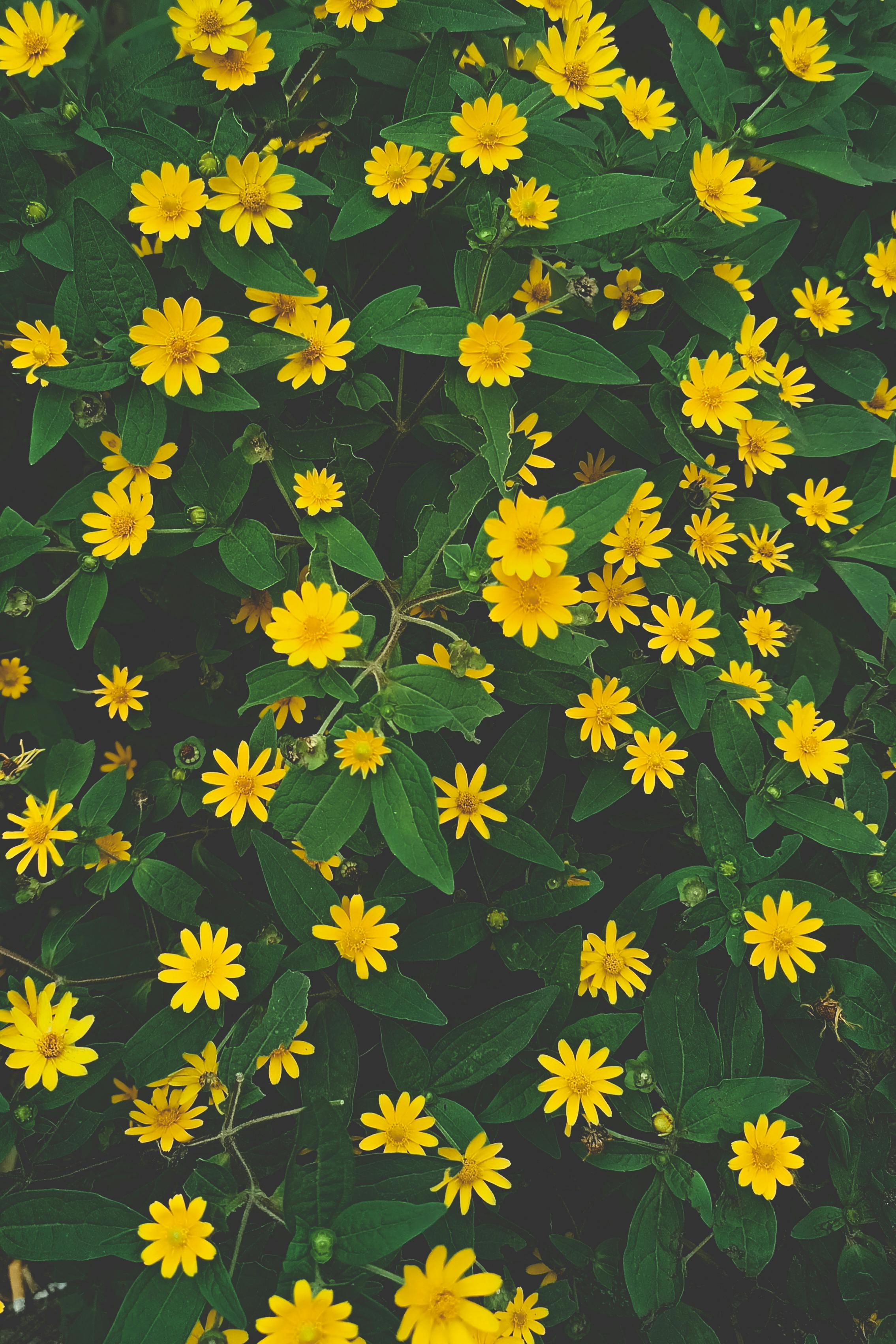 Bright, lush yellow wildflowers in a natural setting, showcasing nature's vivid beauty.