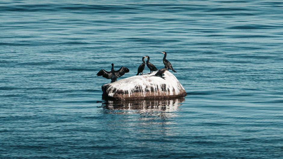 Four cormorants rest on a rocky island amidst calm blue waters, creating a tranquil scene.