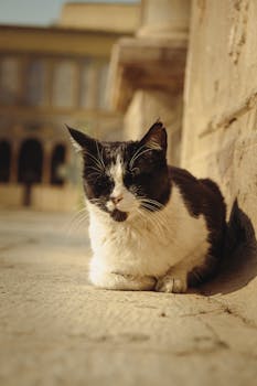 A calm black and white cat rests on stone in Tehran, Iran during a sunny day.