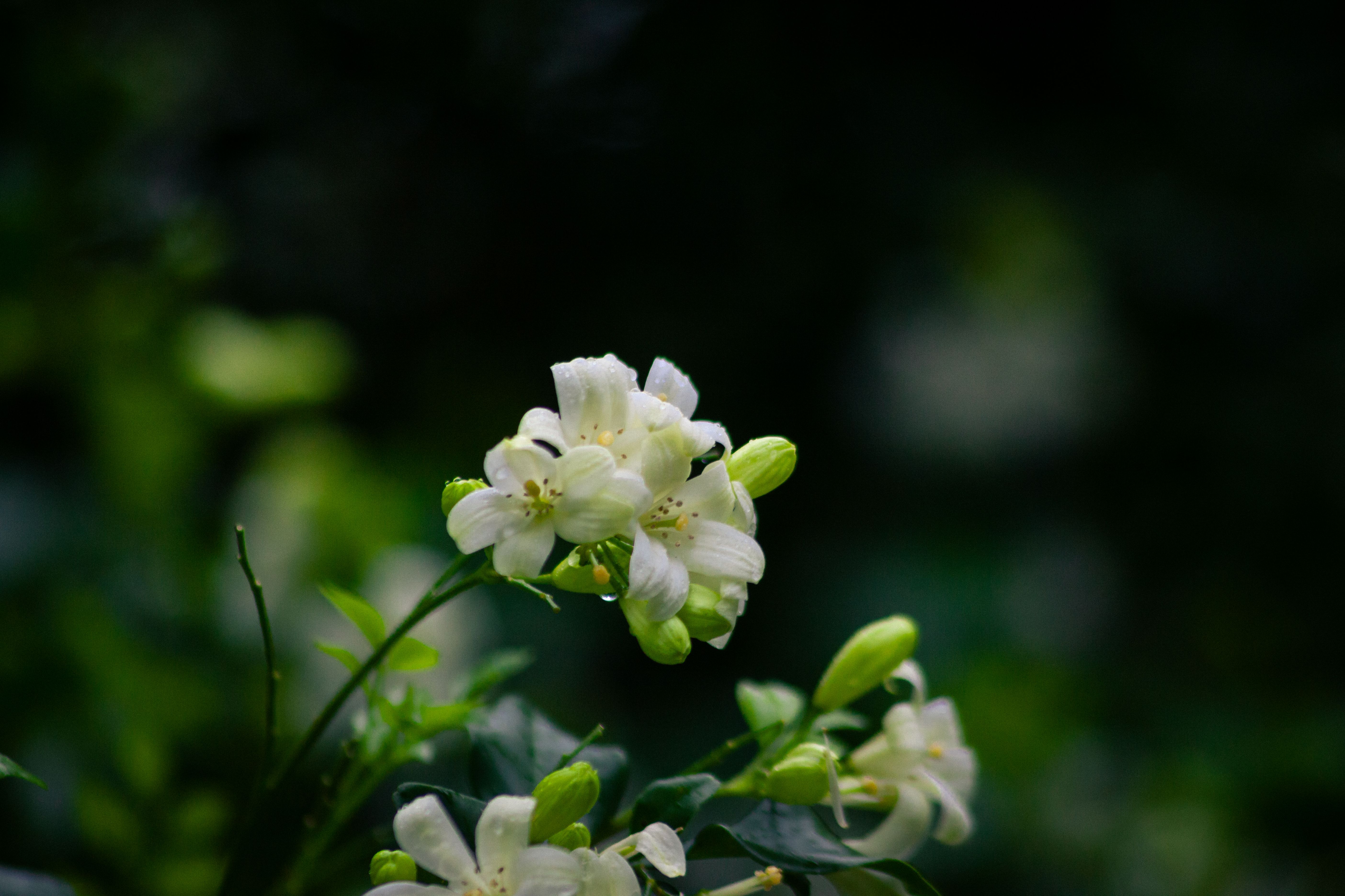Lindas flores de jasmim branco florescendo sobre um fundo verde escuro.