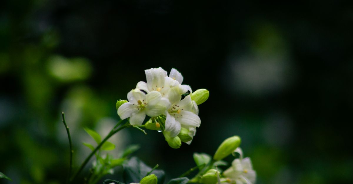 Lindas flores de jasmim branco florescendo sobre um fundo verde escuro.