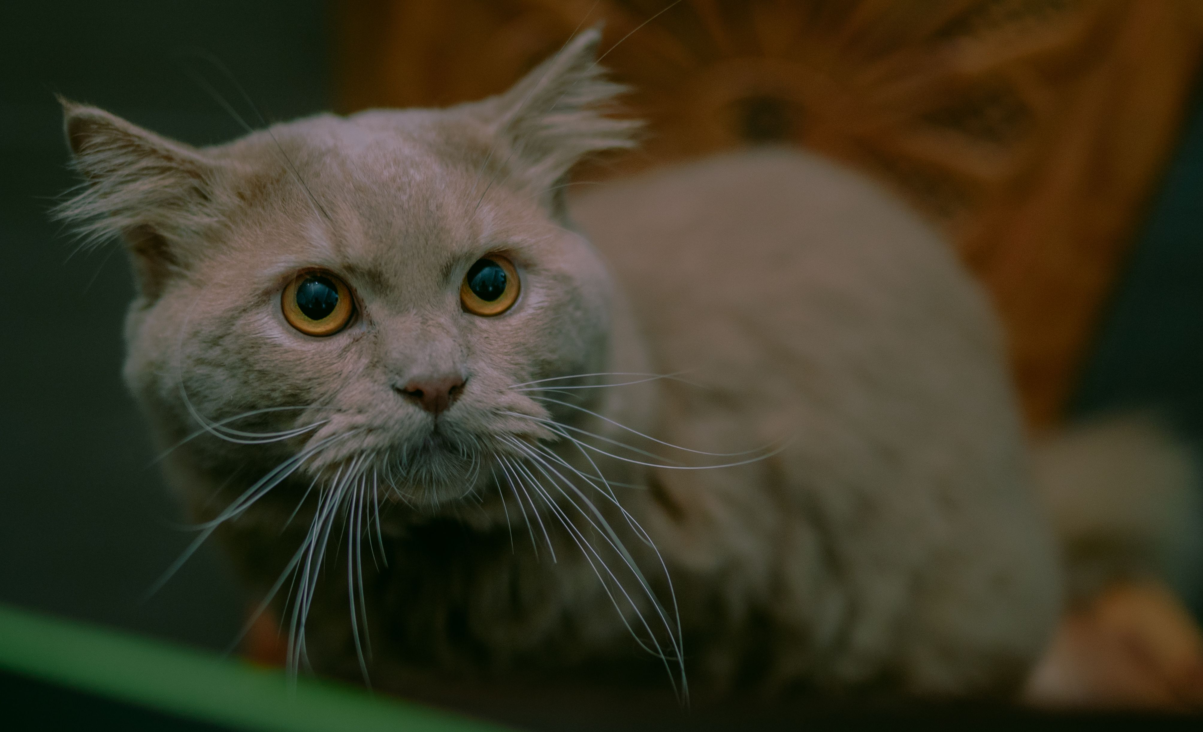 Close-up Portrait of a Fluffy Tabby Cat · Free Stock Photo