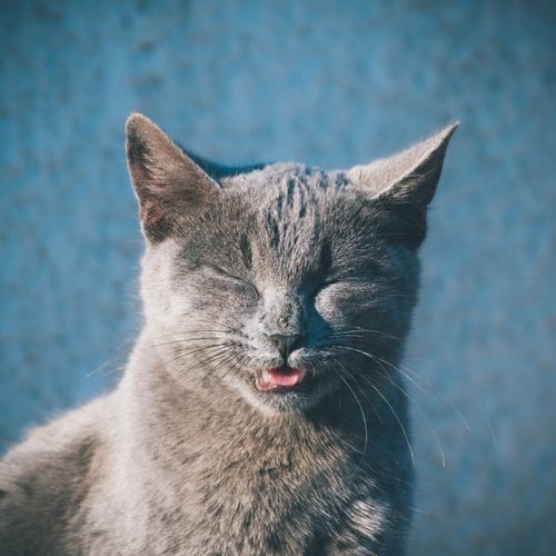 Free Close-up photo of a gray cat squinting in the sunlight, capturing a playful expression. Stock Photo