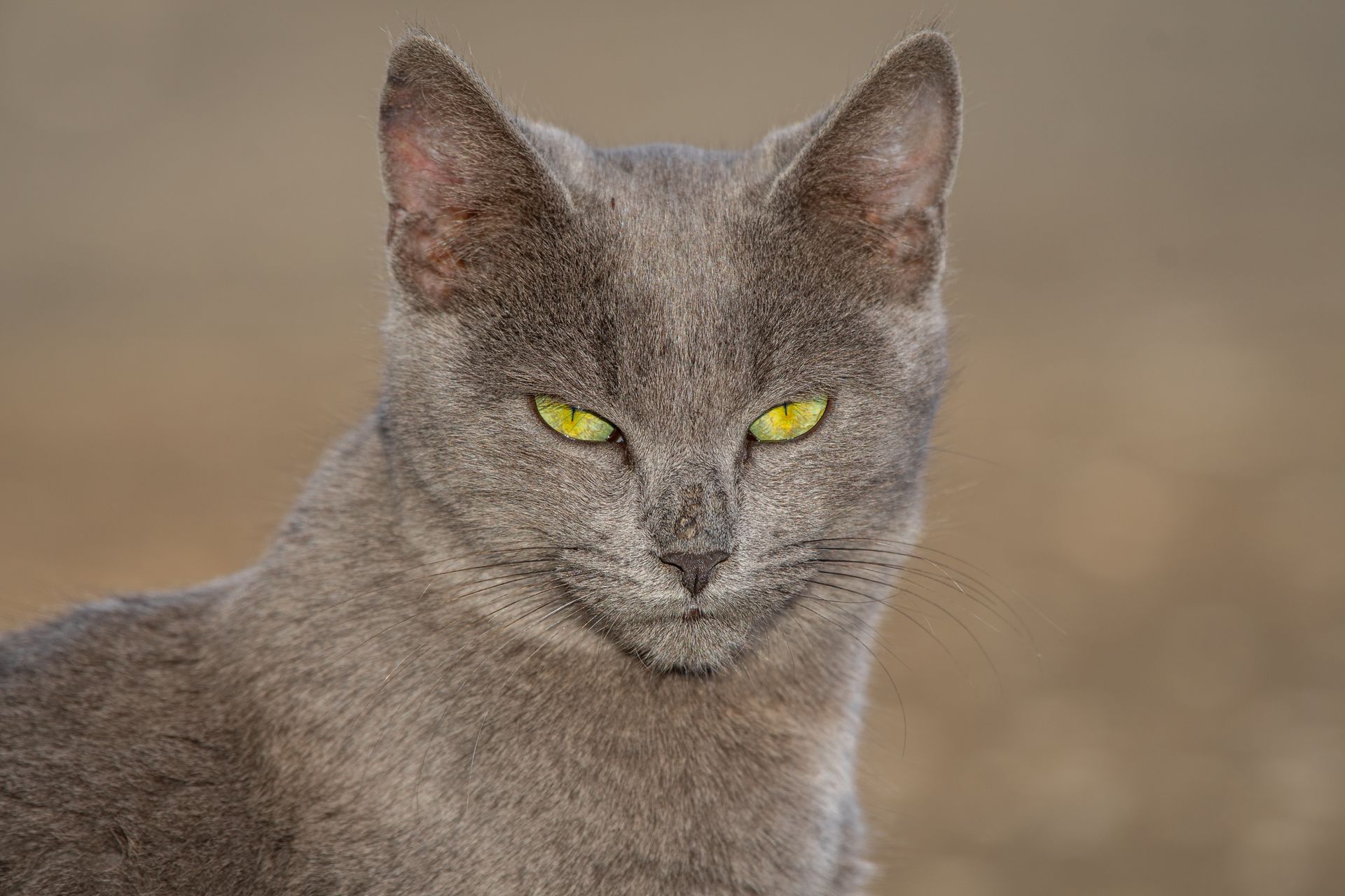 A detailed close-up of a gray Chartreux cat with striking yellow eyes.