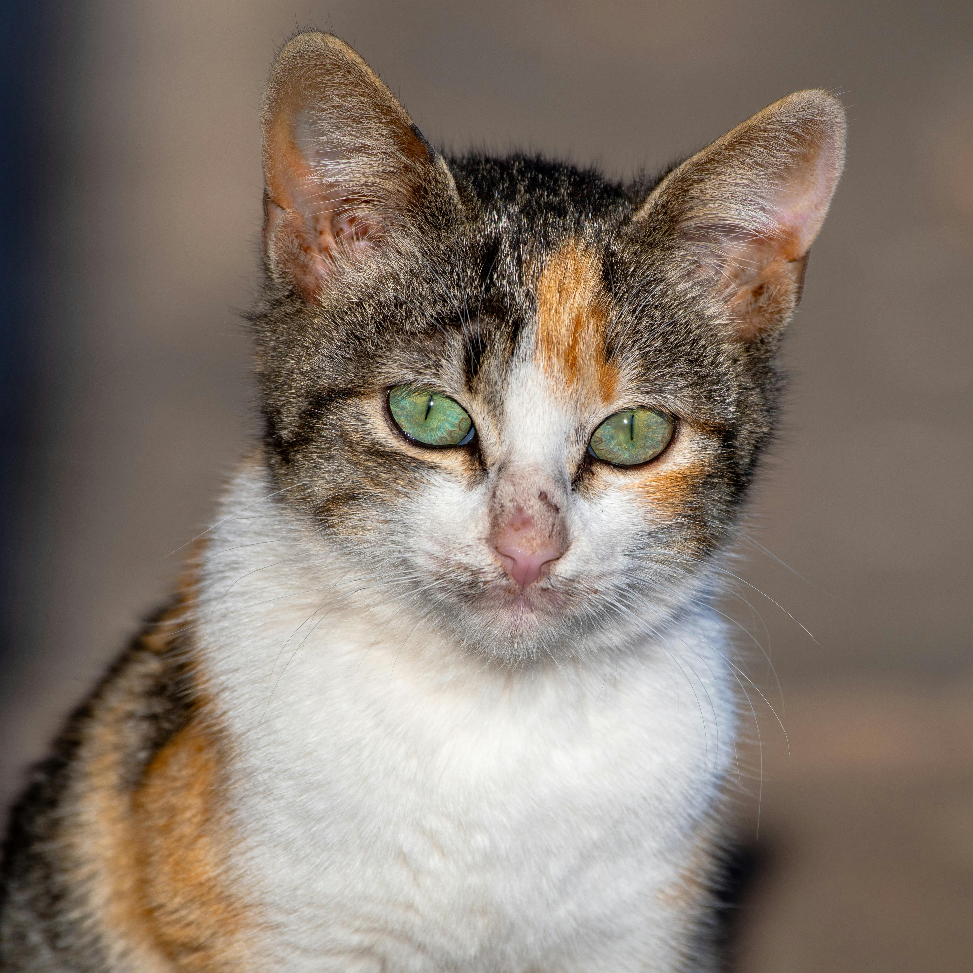 close up of a calico cat with green eyes