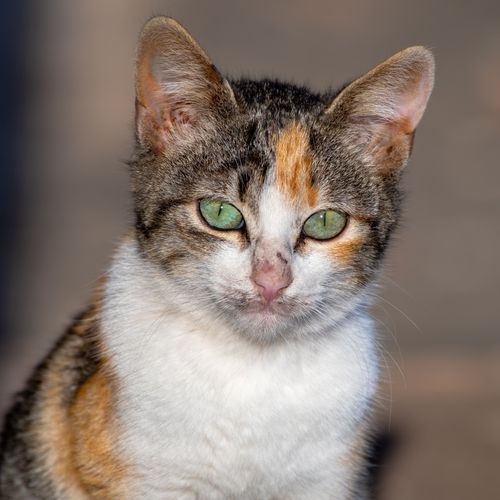 Free Charming portrait of a calico cat with striking green eyes basking in sunlight. Stock Photo