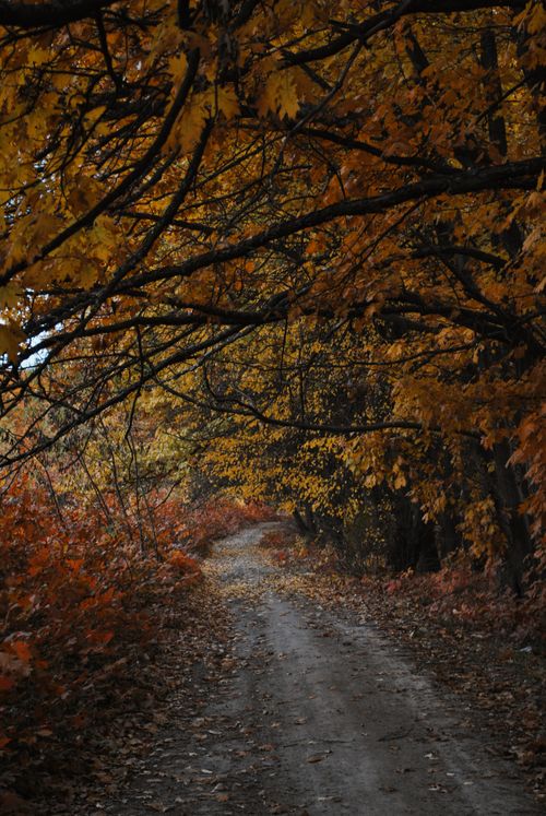 Free A tranquil forest path lined with vibrant autumn leaves, showcasing nature's fall beauty. Stock Photo
