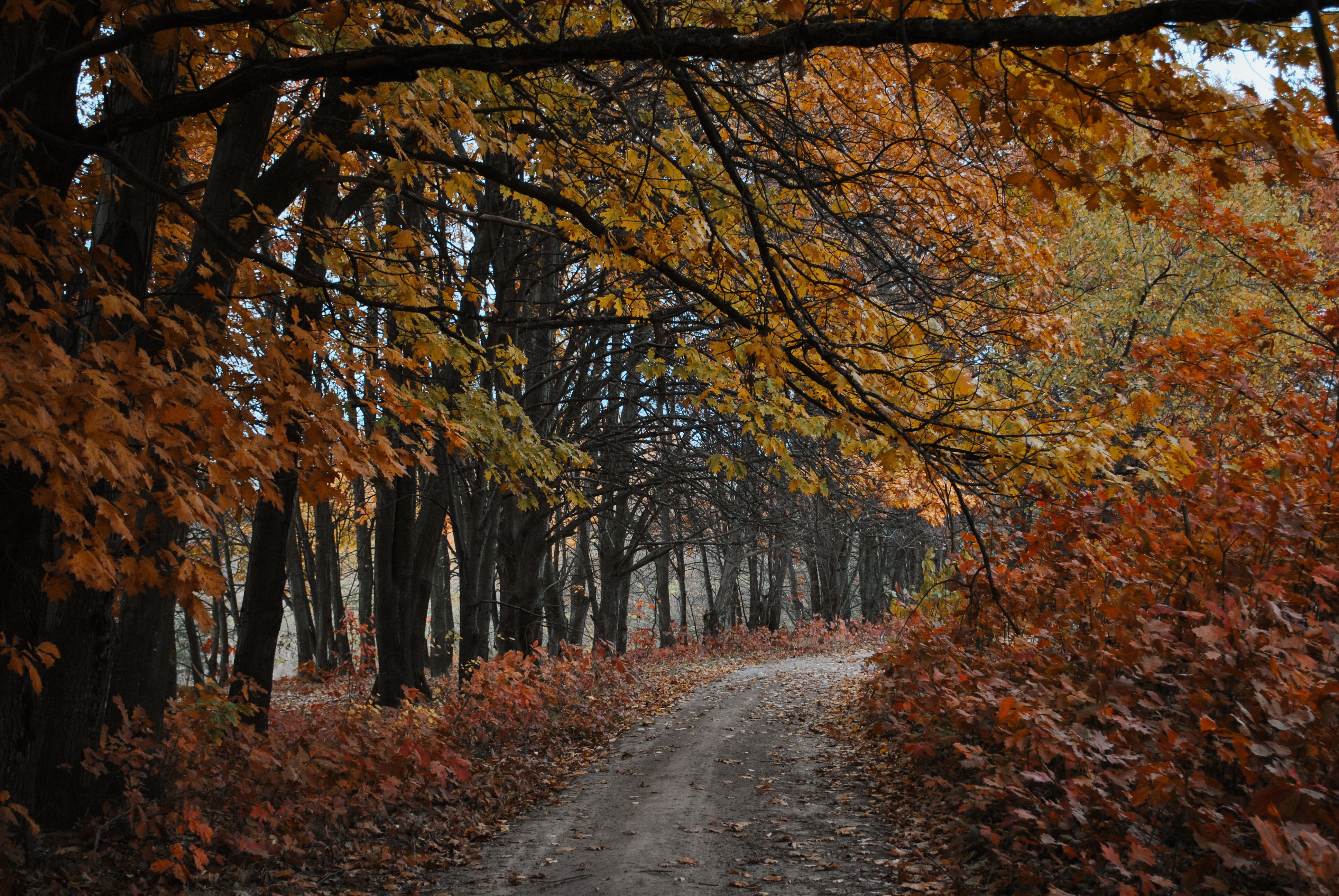 Golden Slopes and Silent Streams: An Immersive Autumn Hike Through the Blue Hills Western Trails