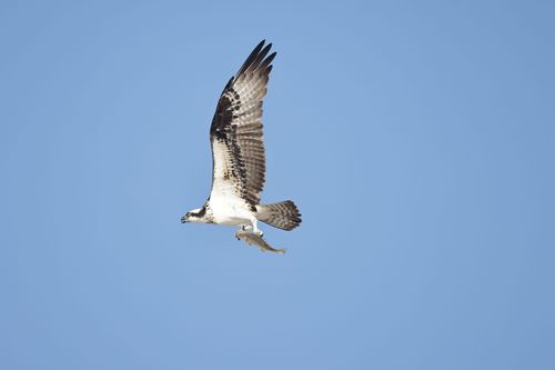 Free A majestic osprey soaring in the sky, grasping a fish in its claws. Stock Photo
