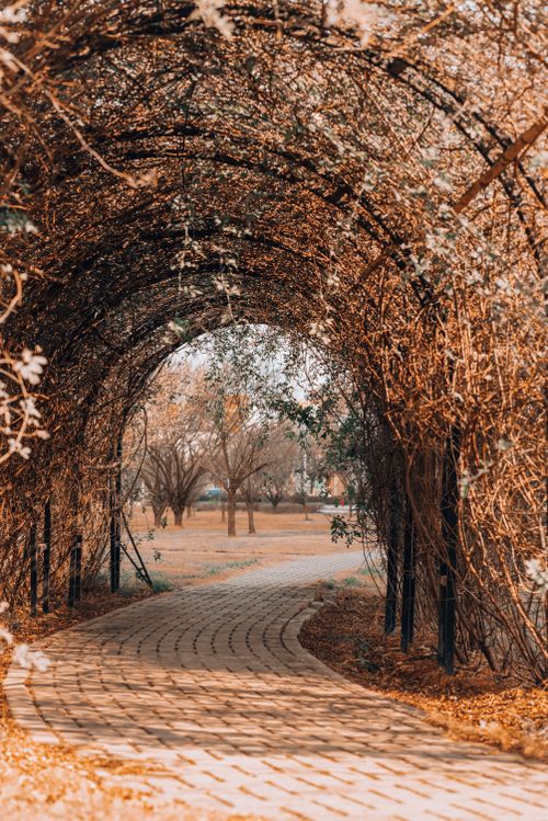 Free A scenic pathway leading through a tunnel of trees during autumn, capturing warm tones. Stock Photo
