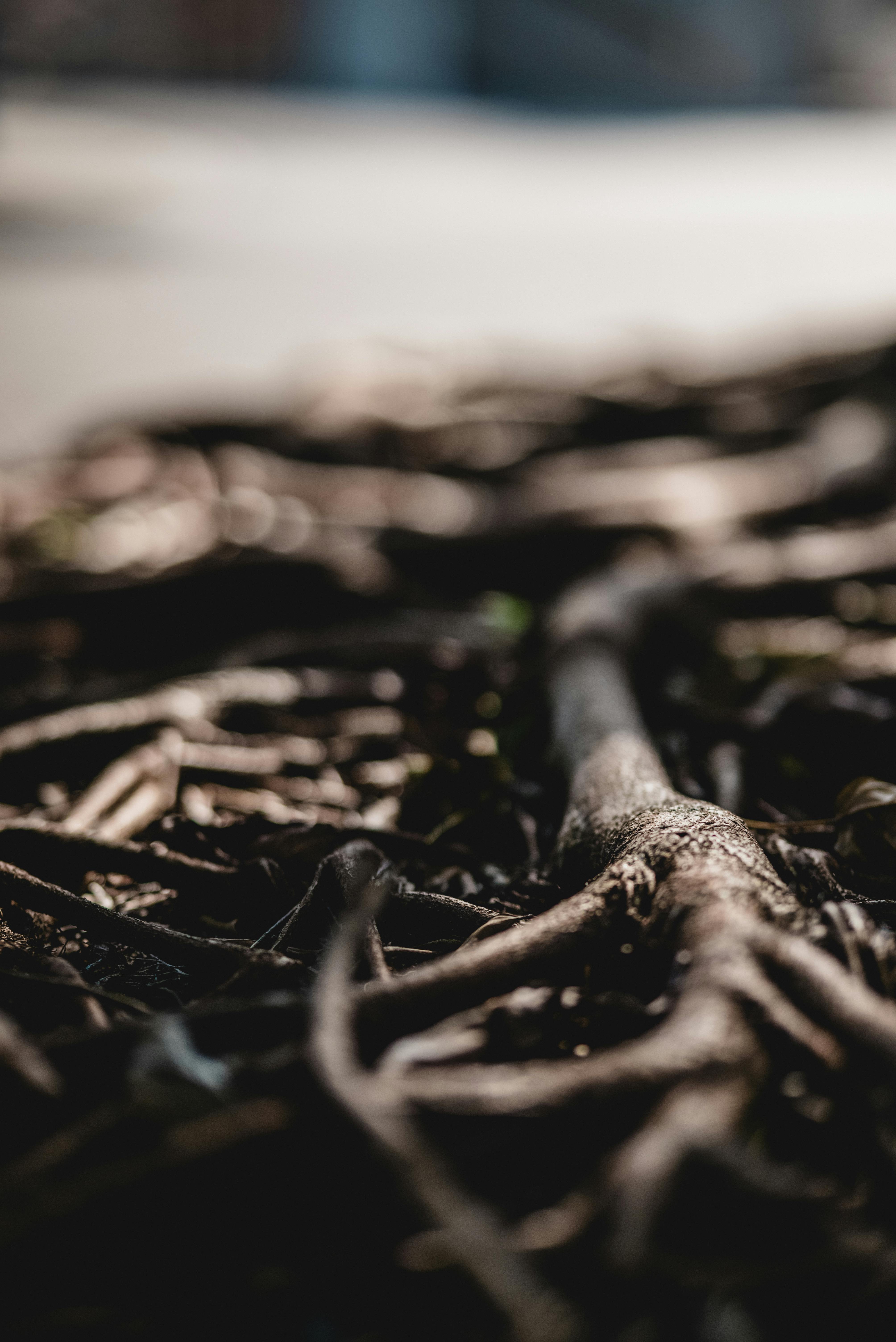 Cleveland's Fall Foliage: Protecting Your Sewer Lines