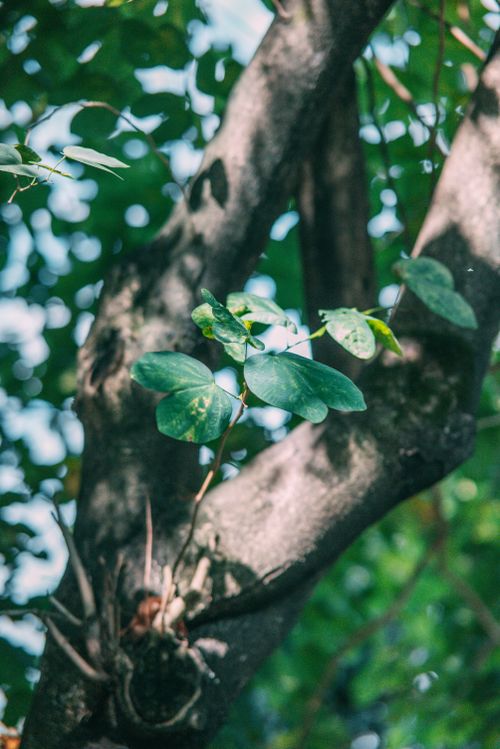 Free Bright sunlit leaves growing on a tree trunk with a vibrant green background. Stock Photo