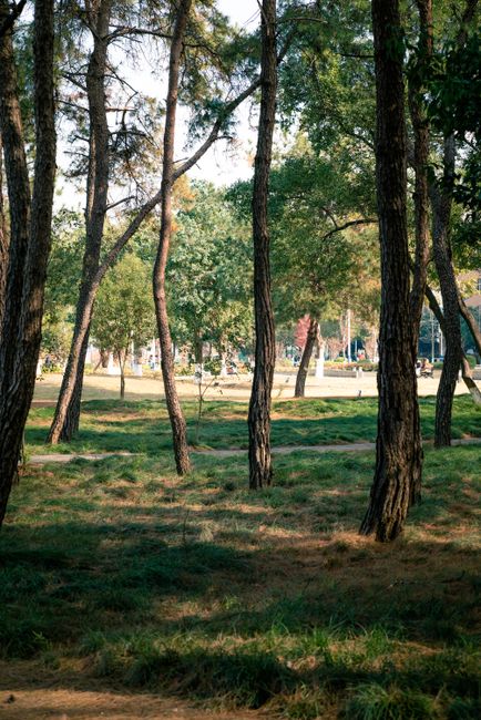 A peaceful forest scene with sunlight filtering through tall trees in a public park.