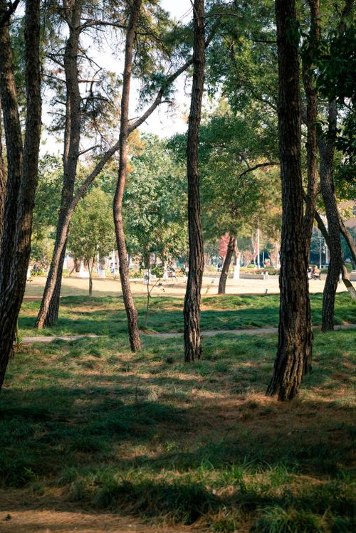 Free A peaceful forest scene with sunlight filtering through tall trees in a public park. Stock Photo