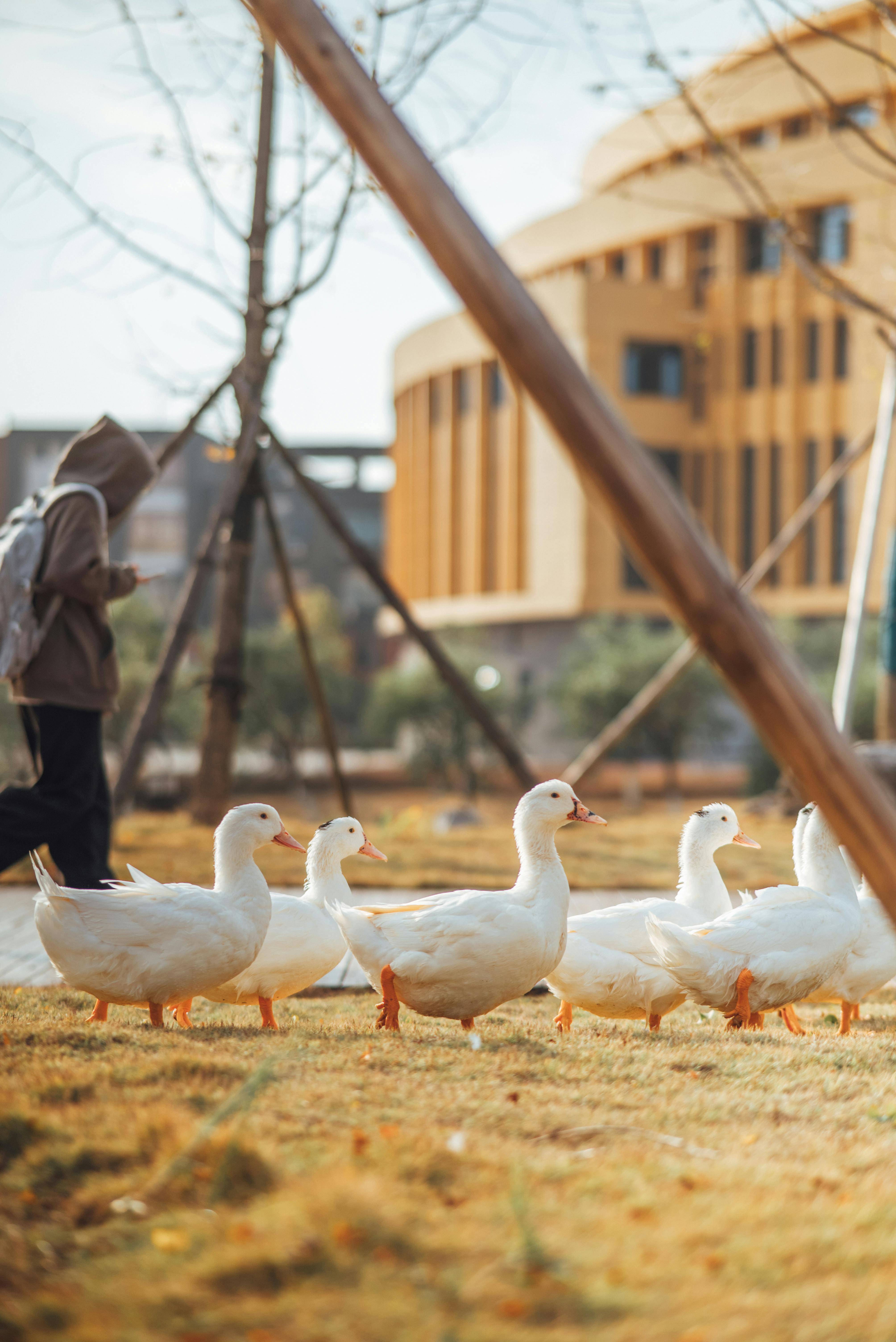 White geese walk on grass in an urban park with a modern building in the background.