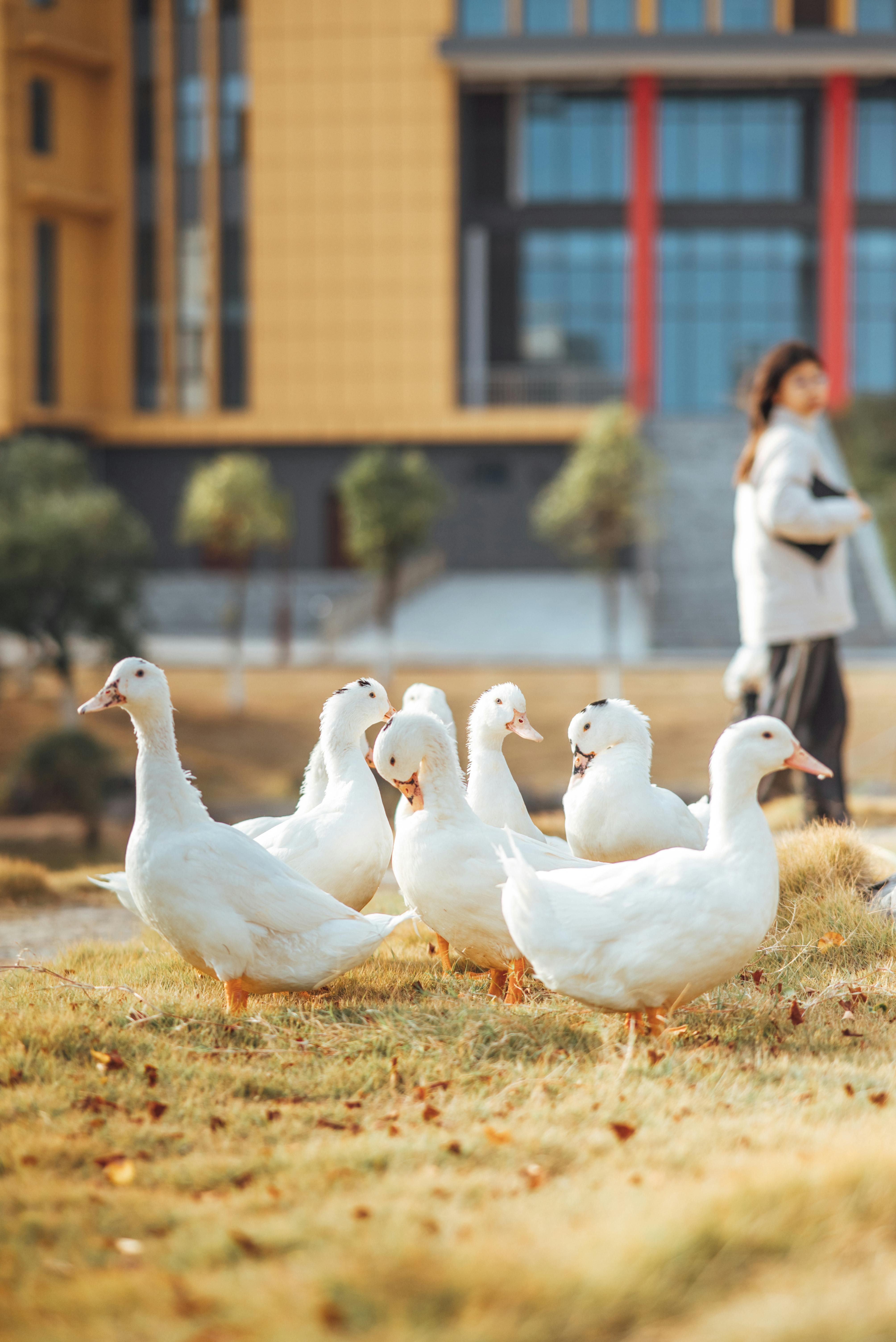 A charming scene of white ducks wandering in a sunny park with urban buildings in the background.