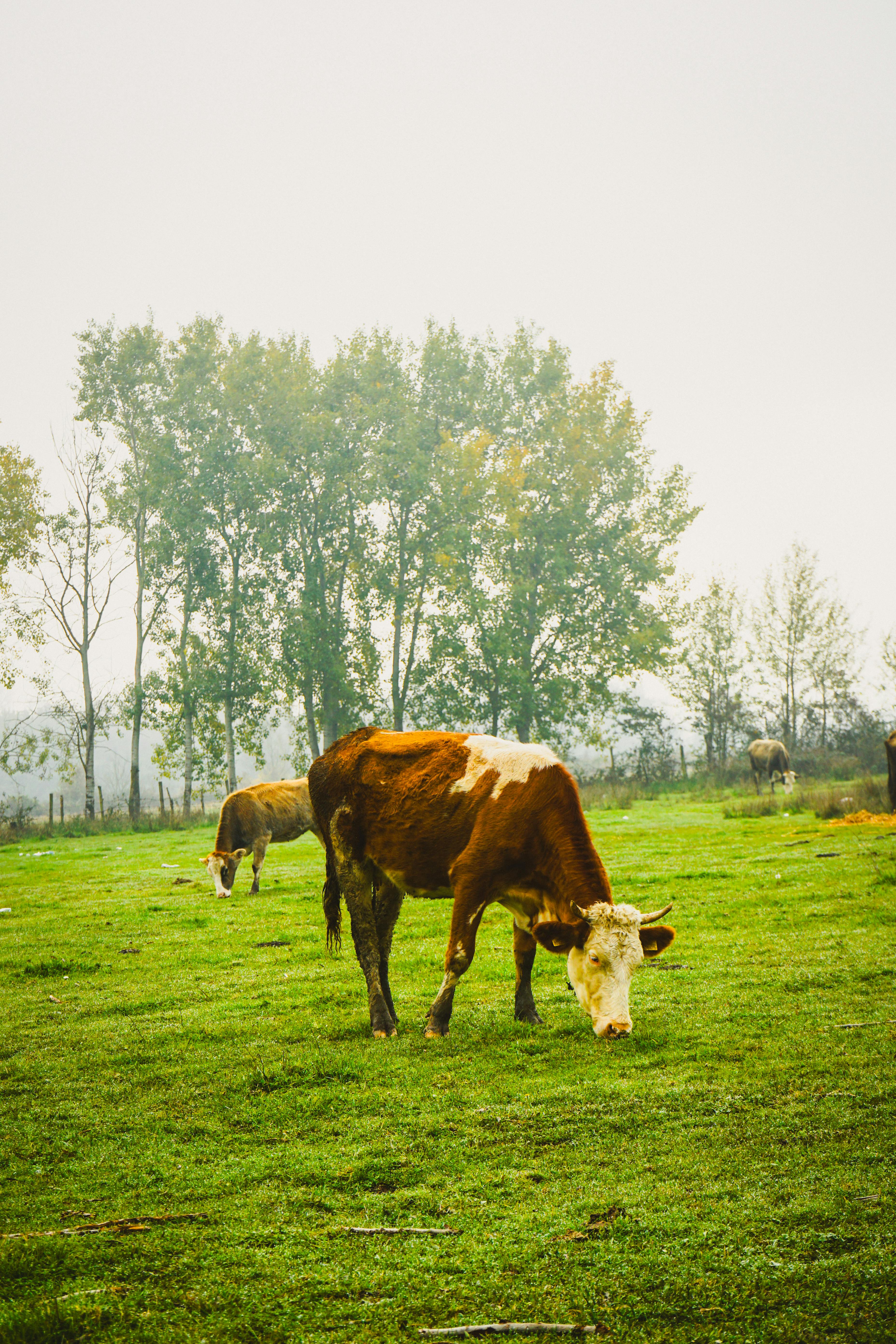 free-photo-of-brown-and-white-cow-grazin