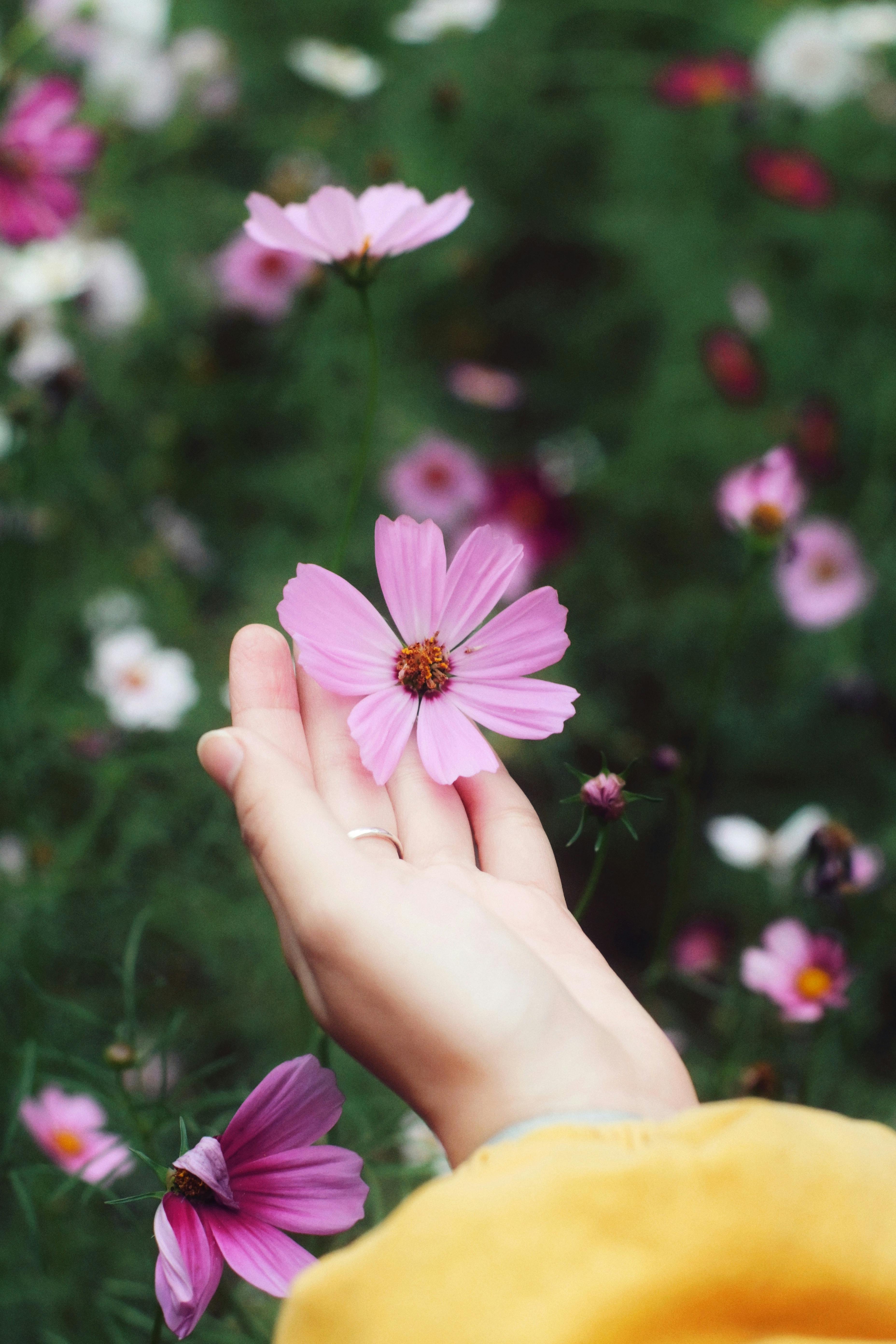 A gentle hand holds a pink cosmos flower in a lush garden setting, surrounded by vibrant blooms.