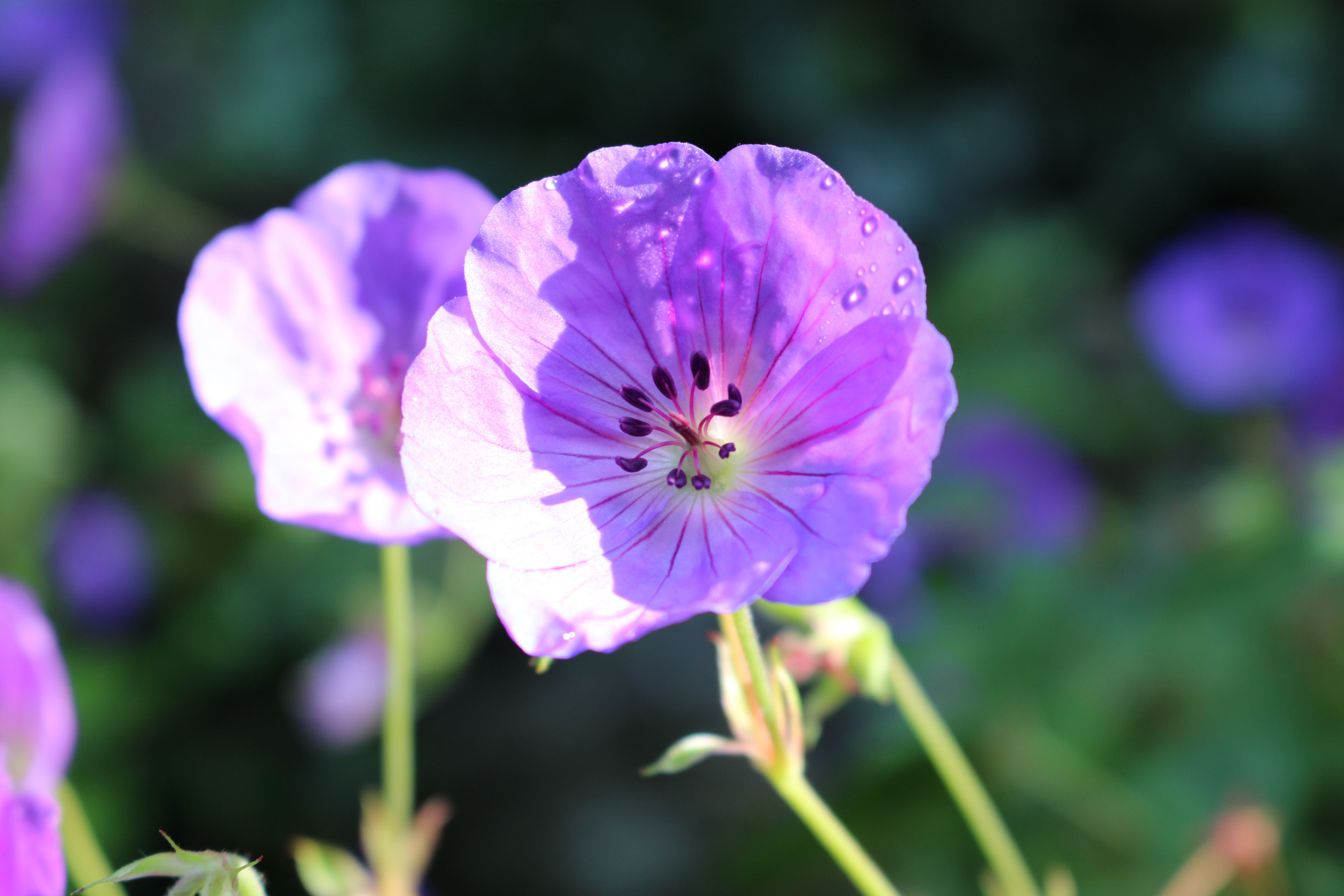 Close-up of Violet Blue Geranium Flowers · Free Stock Photo