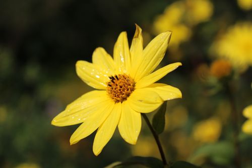 Free Vibrant yellow flower petal with water droplets in natural setting. Stock Photo