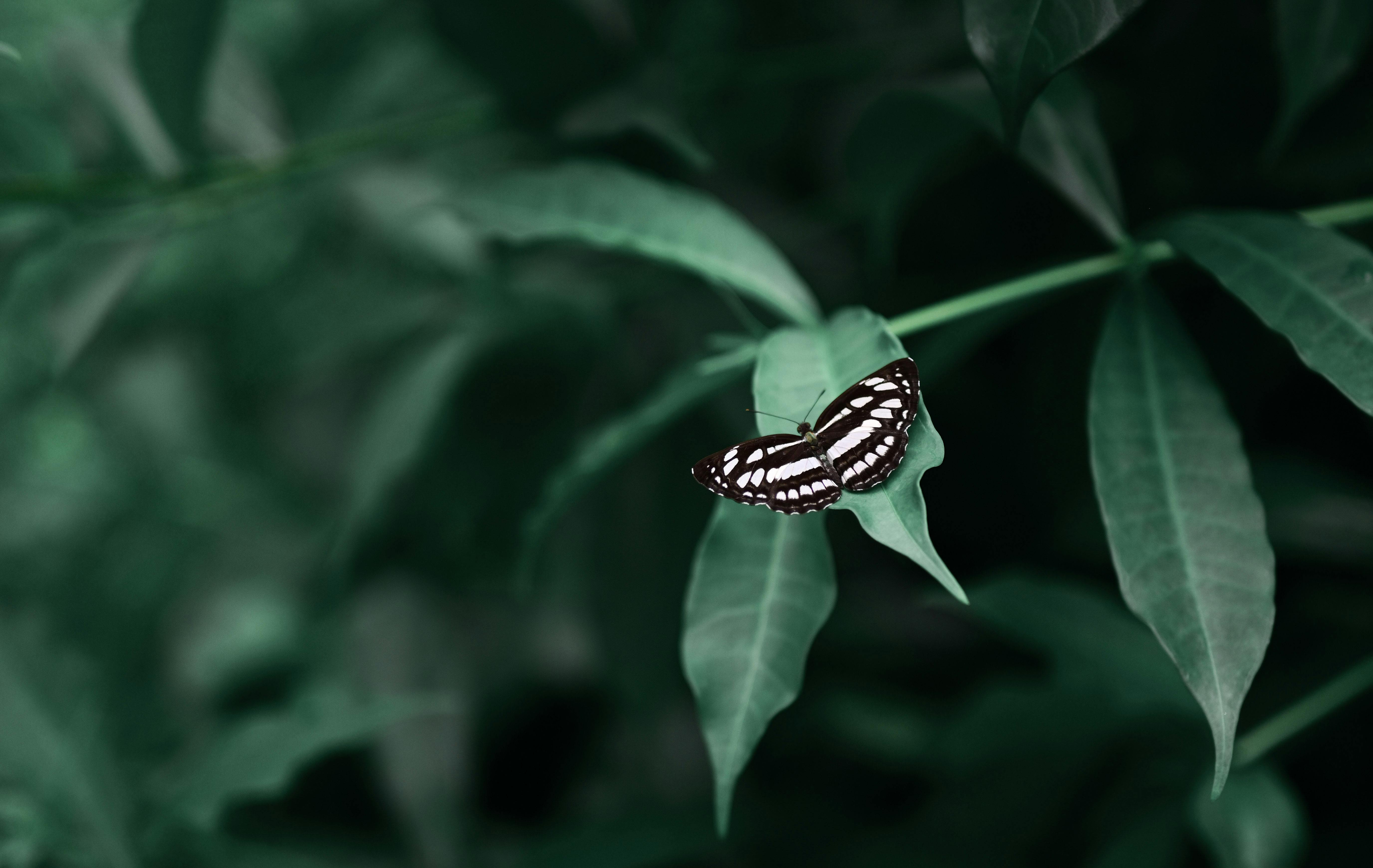 Free A close-up of a black and white butterfly perched on a green leaf in a natural setting. Stock Photo