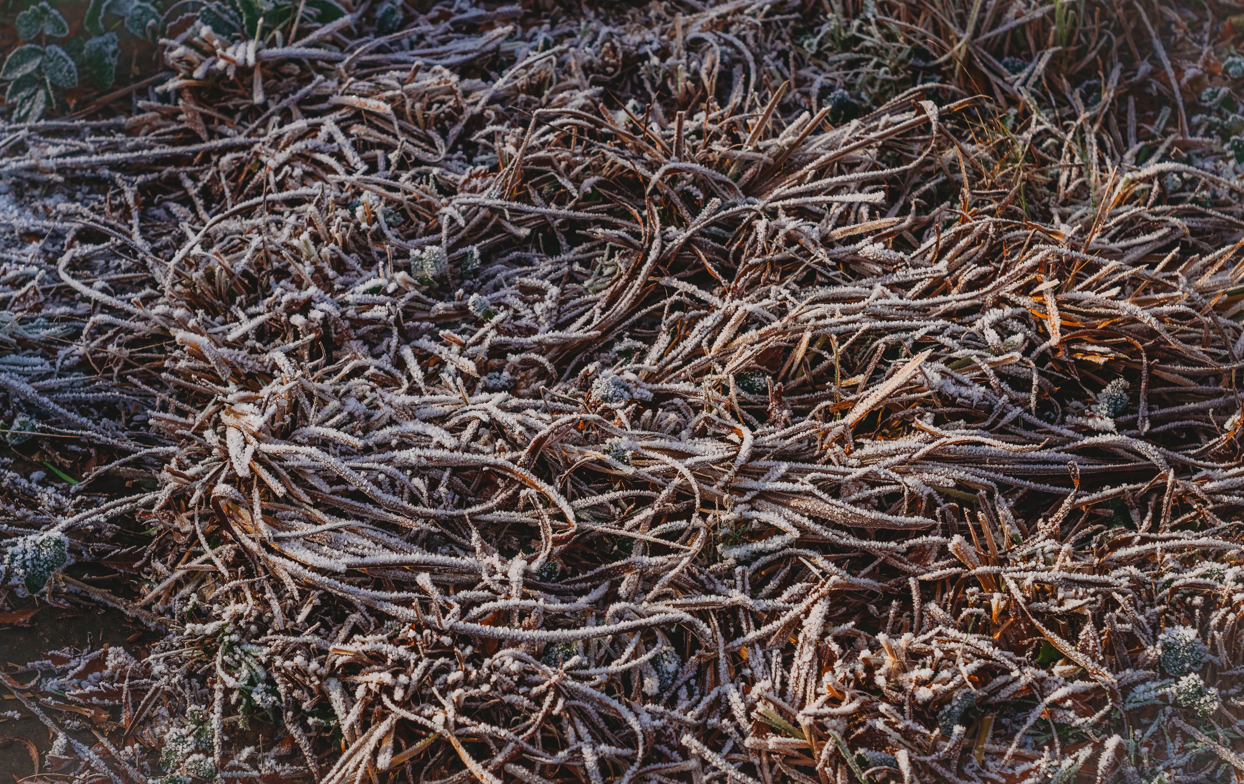 Ephedra, of a kind used primarily in perfumery, in pharmacy or for insecticidal, fungicidal or similar purposes, fresh, chilled, frozen or dried, whether or not cut, crushed or powdered