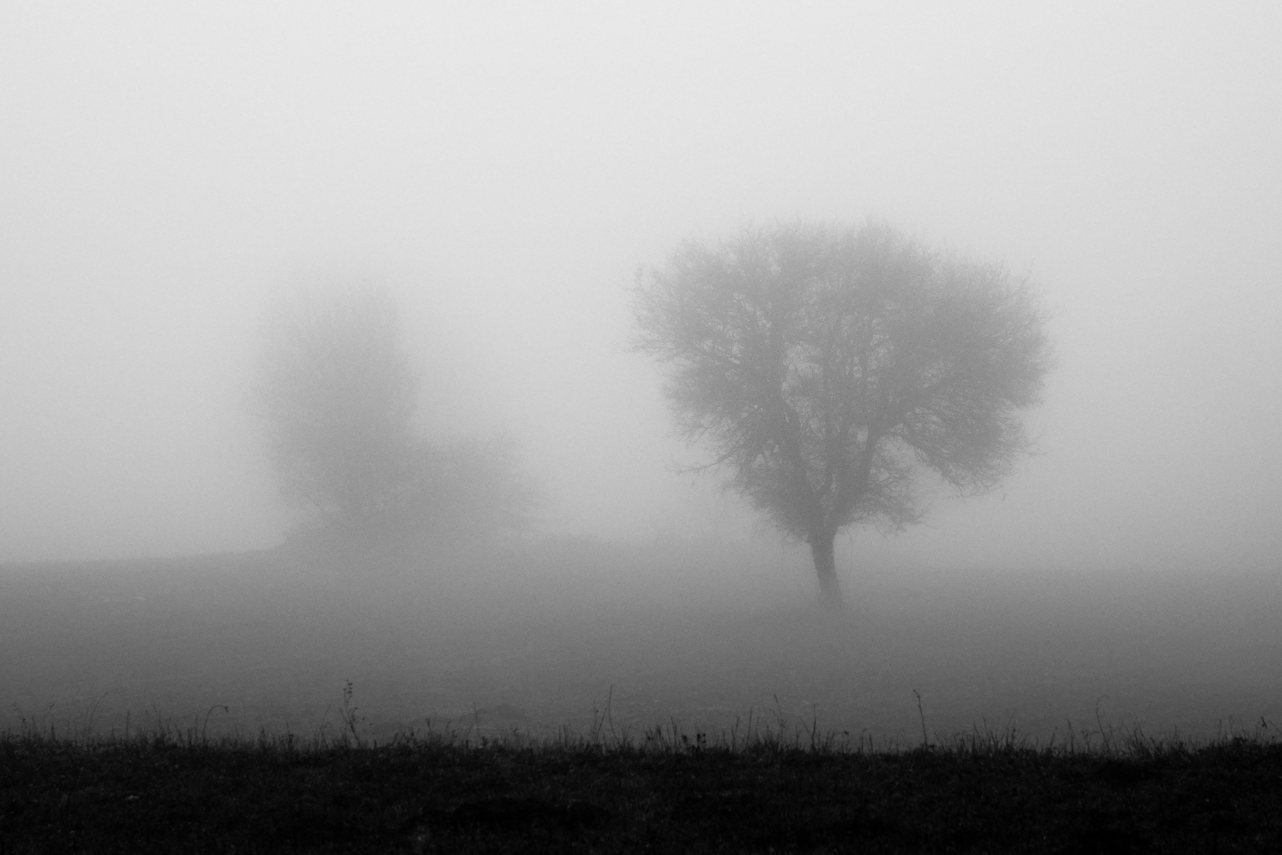 A black and white image of a foggy forest in Bolu, Türkiye with a moody atmosphere.