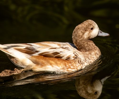Free A ruddy duck gracefully glides through still waters, captured in warm sunlight. Stock Photo