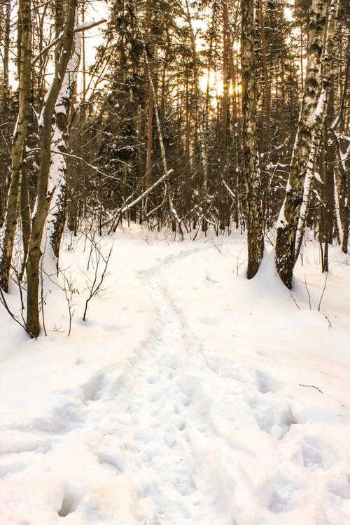 Free A peaceful winter forest with a snow-covered path, trees, and soft sunlight. Stock Photo
