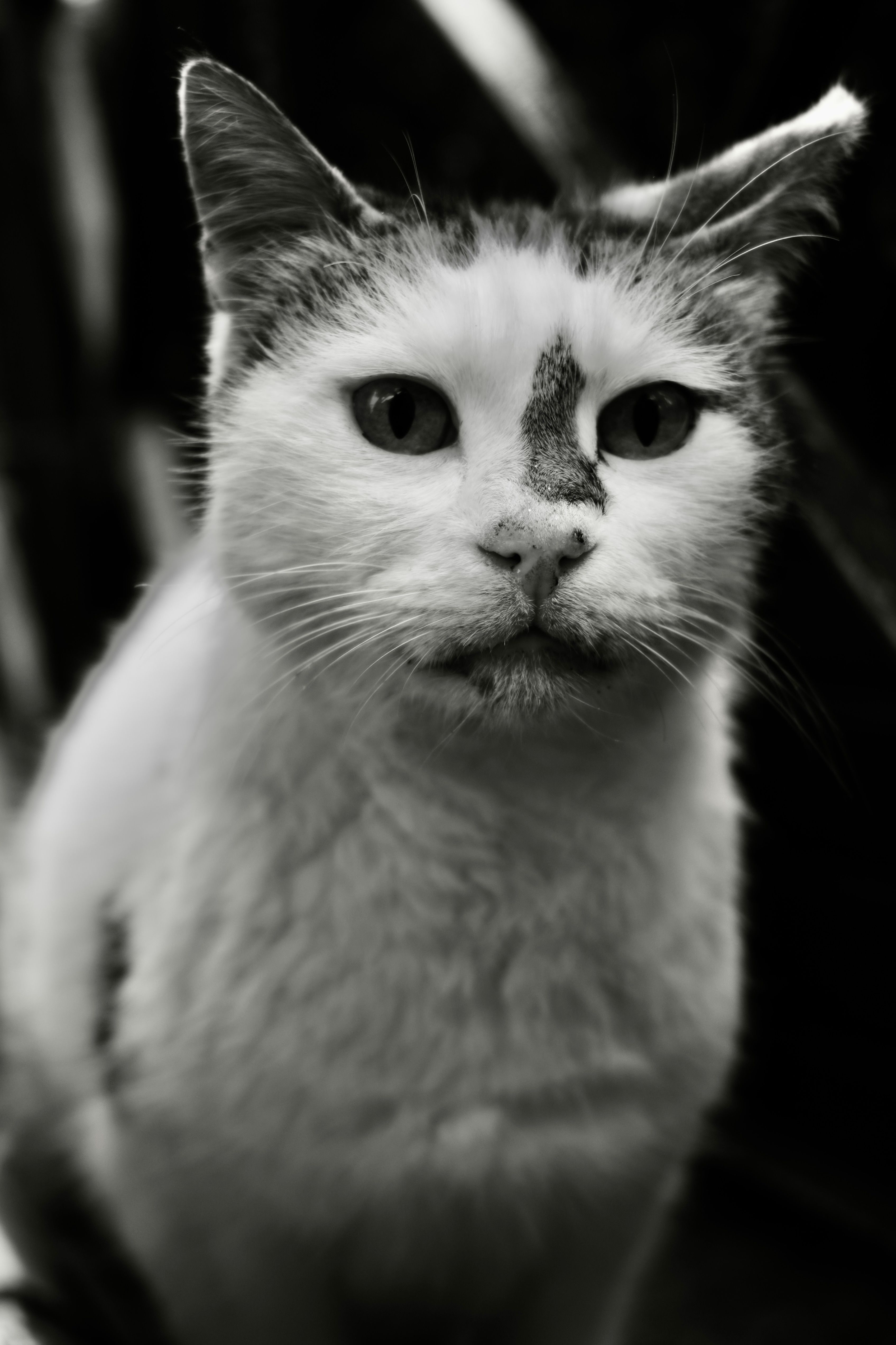 Black and White Portrait of a Domestic Cat · Free Stock Photo