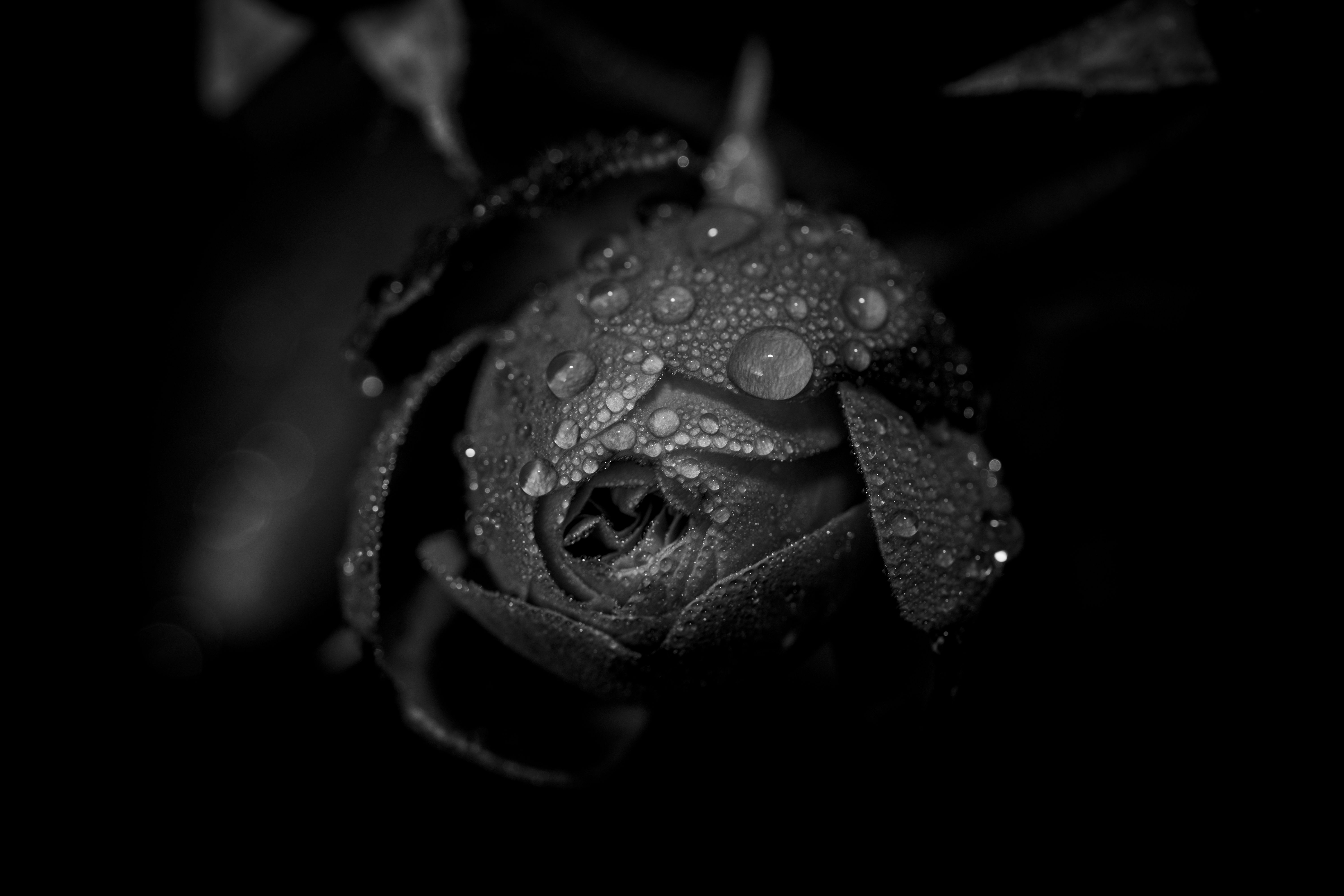 Dramatic Black and White Rose with Water Droplets · Free Stock Photo