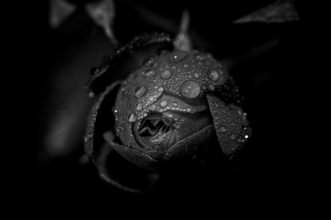 Dramatic Black and White Rose with Water Droplets · Free Stock Photo