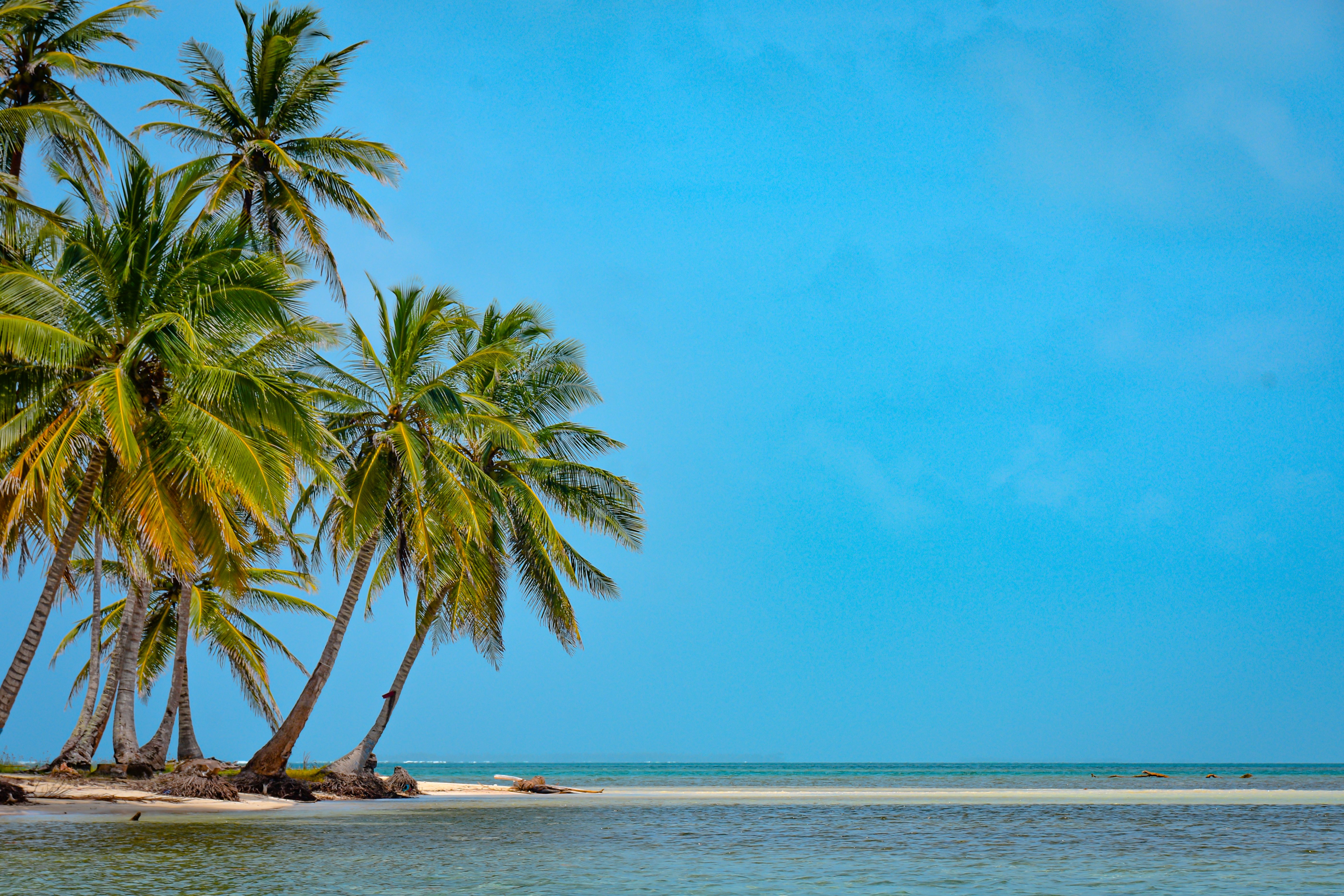 Tropical Beach with Palm Trees on Sunny Day · Free Stock Photo