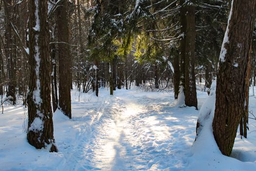 A serene winter scene showcasing a snowy forest path illuminated by sunlight.