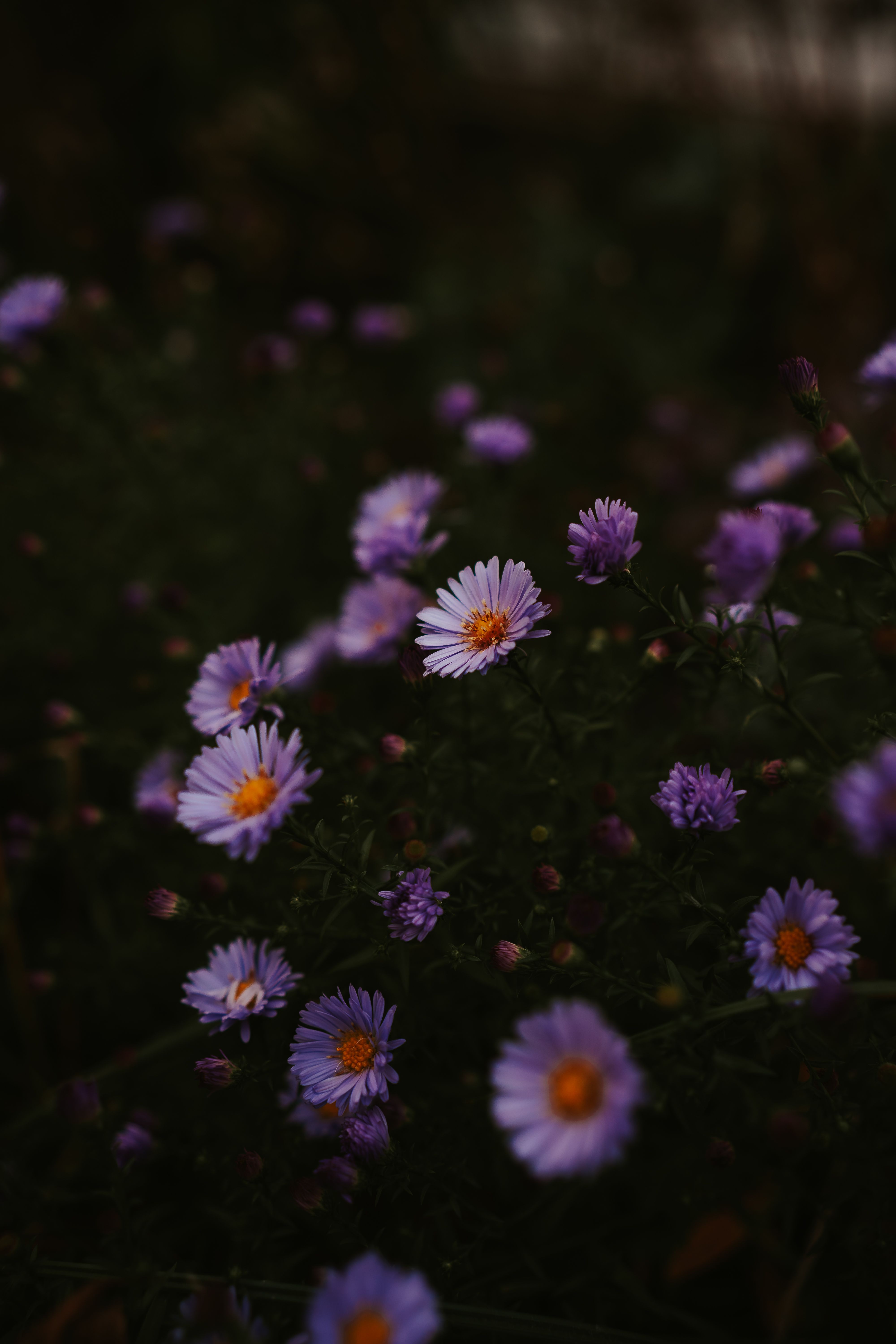 [ColoSach]-vivid-purple-asters-bloom-in-contrast-against-a-dark-background,-creating-a-dramatic-floral-scene.
