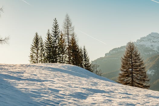 Scenic winter view of snow-covered trees and distant mountains in Cortina d'Ampezzo, Italy.