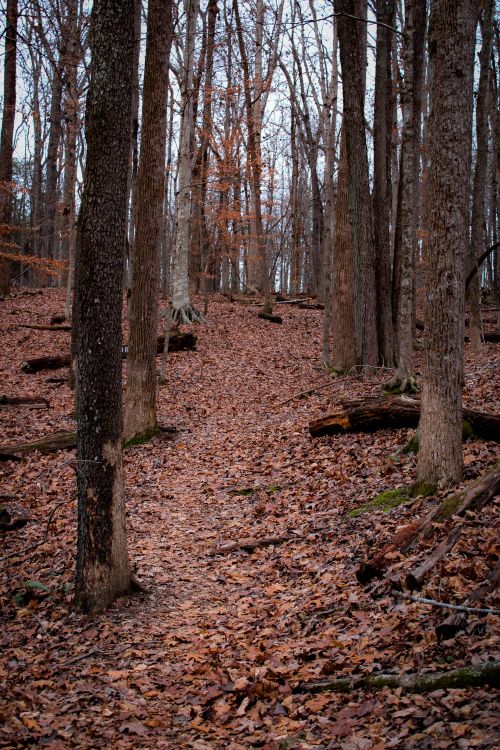 Free Tranquil forest path covered in autumn leaves, ideal for nature hikes. Stock Photo