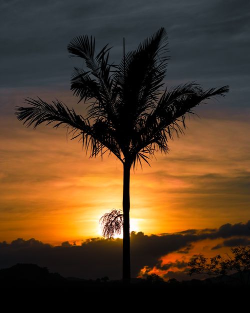 Free Silhouette of palm tree with stunning sunset in Ouro Preto, Brazil. Stock Photo