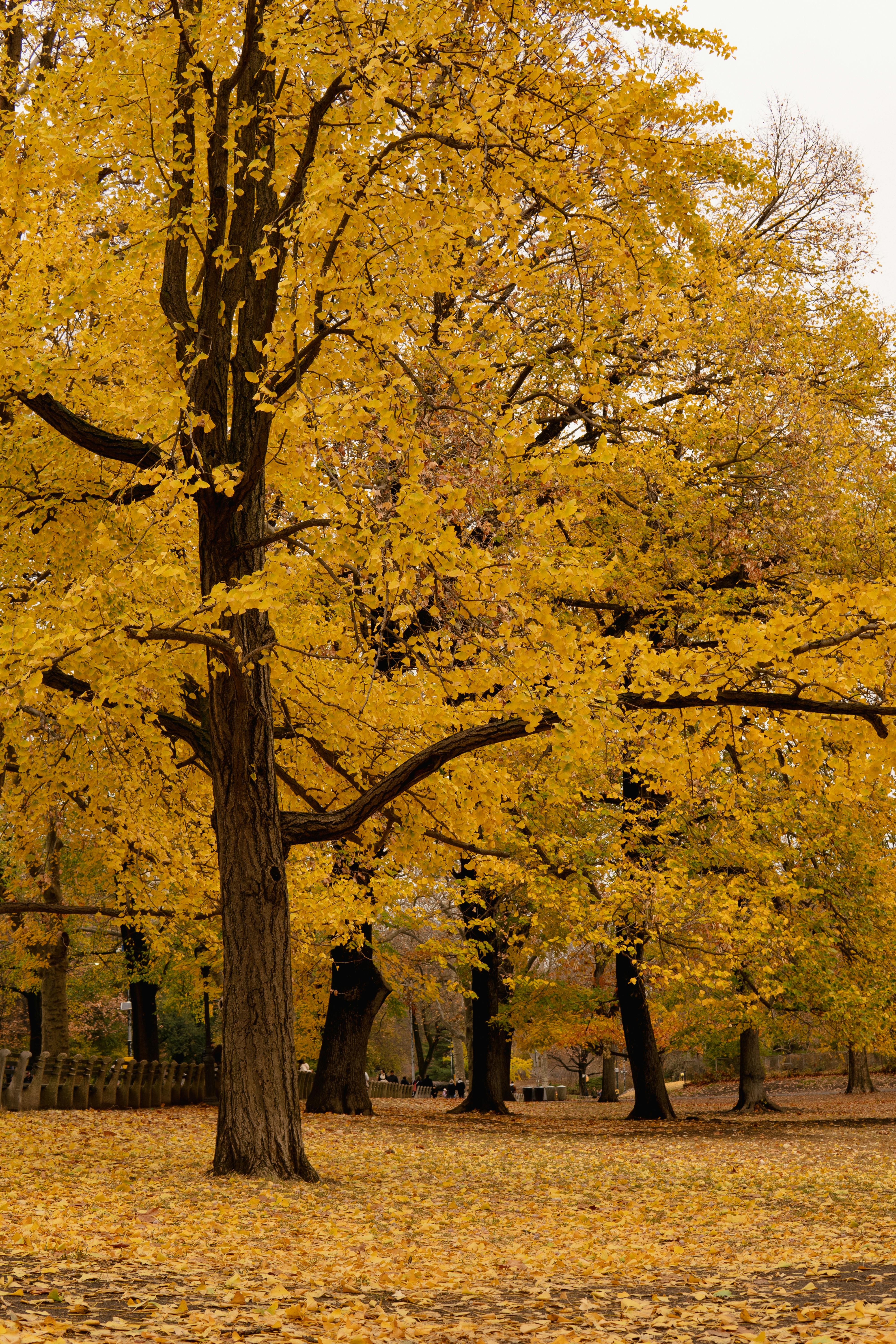Golden Autumn Leaves in Central Park, NYC · Free Stock Photo