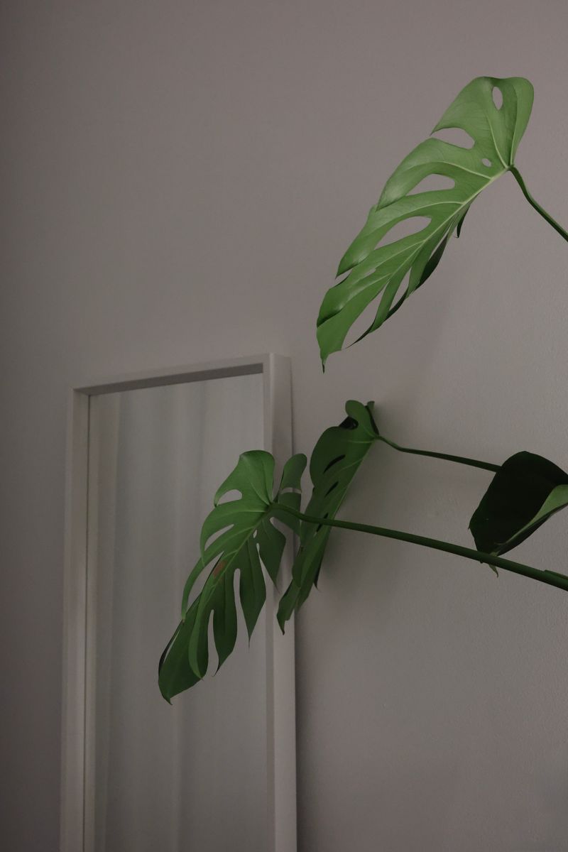 Stylish room featuring a monstera plant and a mirror, emphasizing minimalist decor.