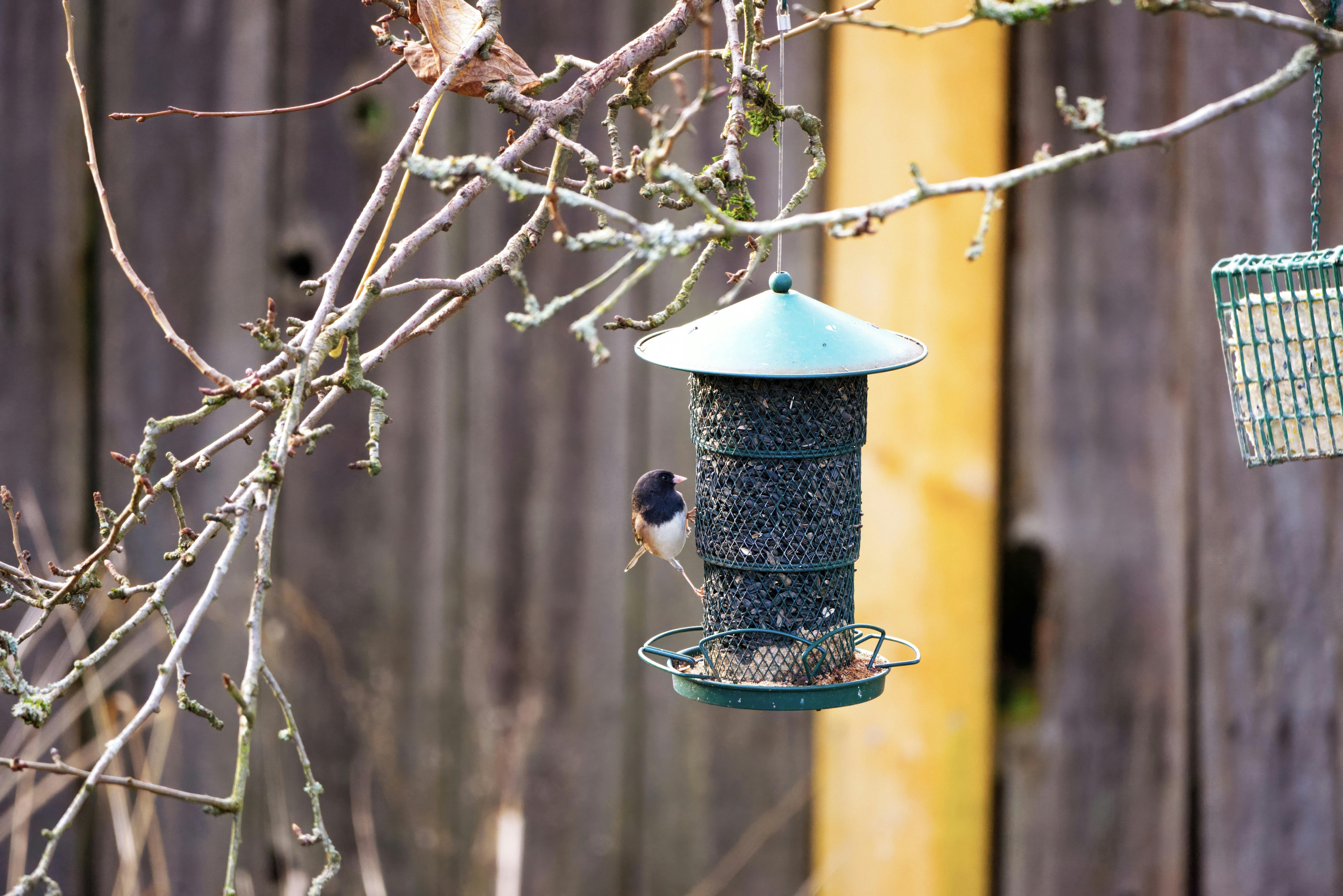 Comment encourager les oiseaux à revenir dans votre jardin