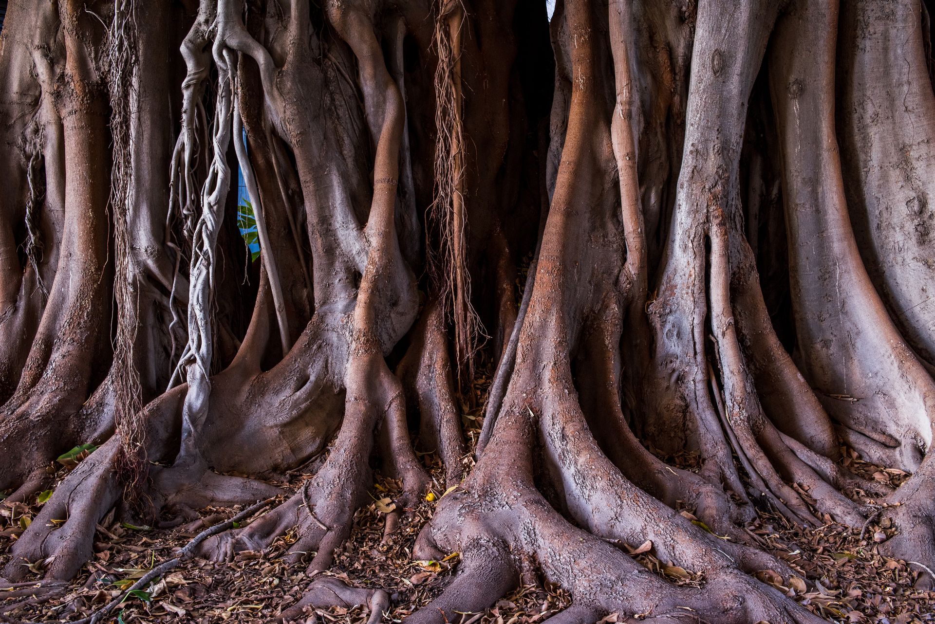 Intricate banyan tree roots create a mesmerizing natural pattern in a serene forest setting.