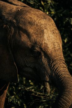 Detailed close-up of an African elephant's face in natural light.