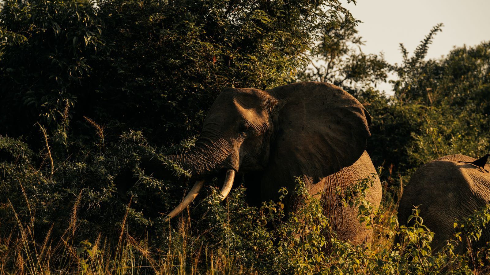 Majestic african elephant in natural habitat, Central African Republic