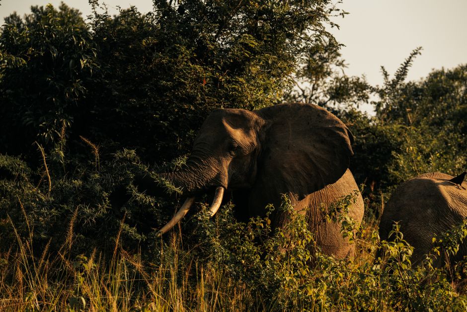 A majestic African elephant grazing in a lush forest setting, captured in warm natural light.