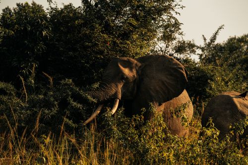 Free A majestic African elephant grazing in a lush forest setting, captured in warm natural light. Stock Photo